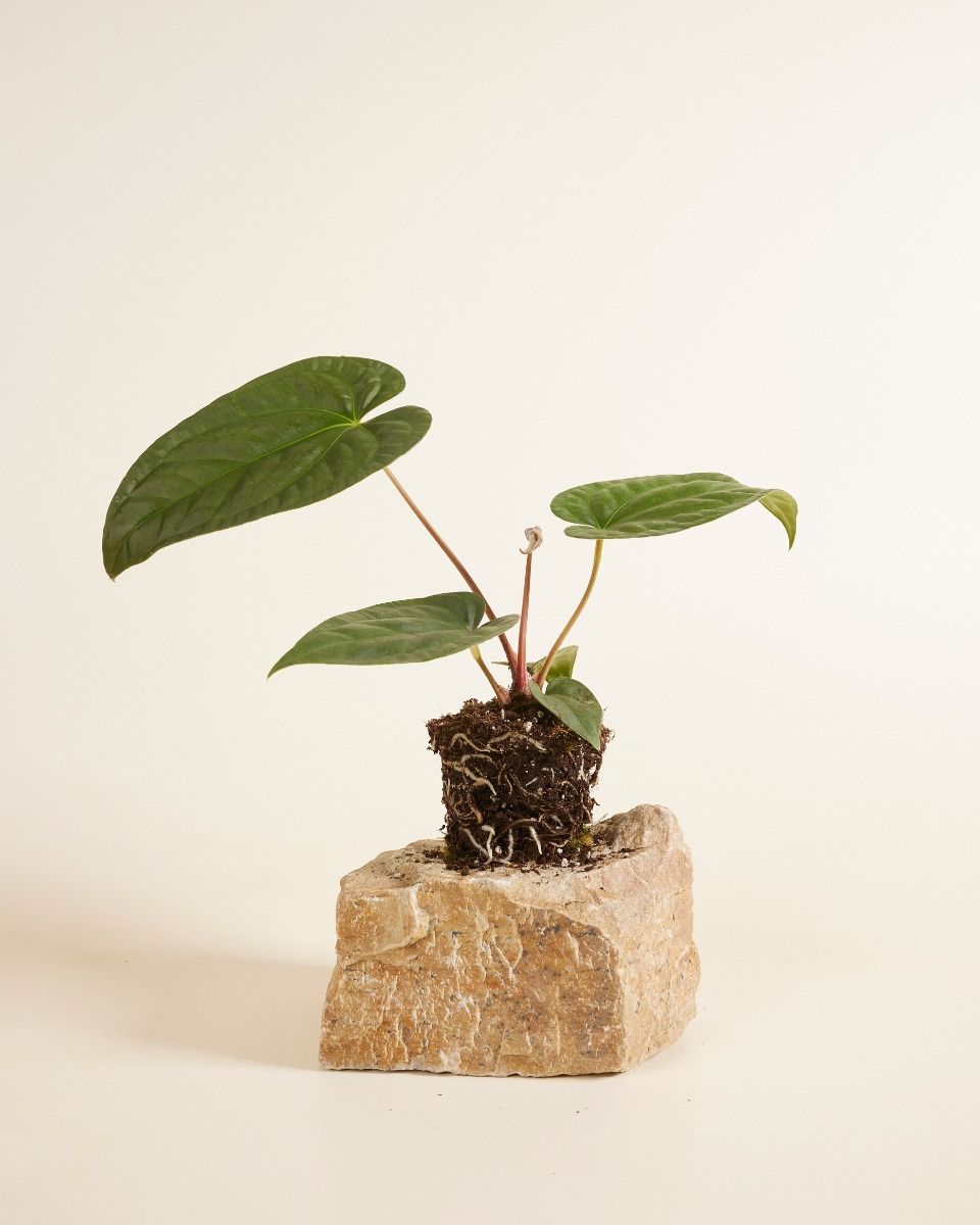 Shop Anthurium Regale x Luxurians M (Flamingo Plant) online