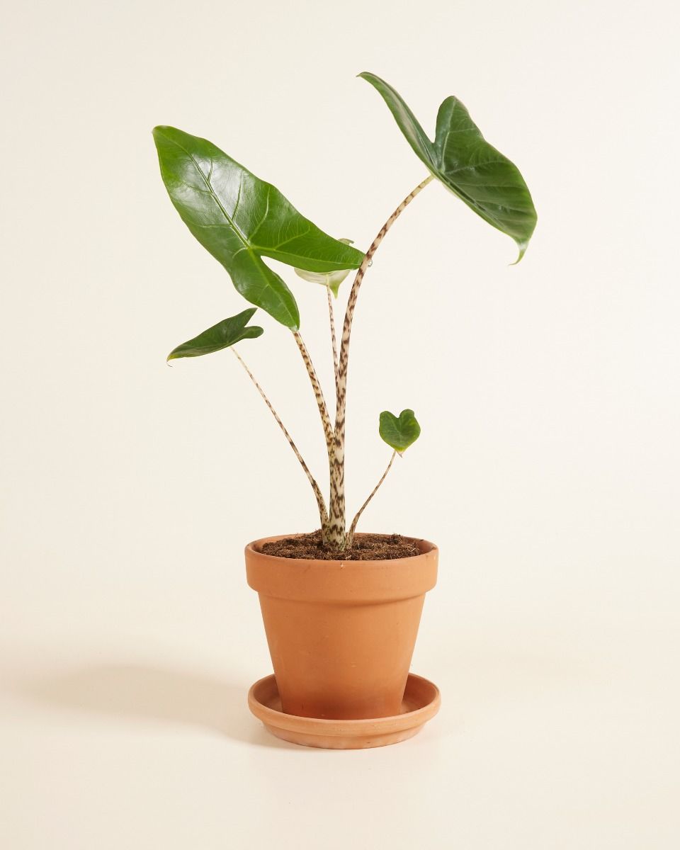 Shop Alocasia Zebrina S (Elephant Ears) online | PLNTS.com
