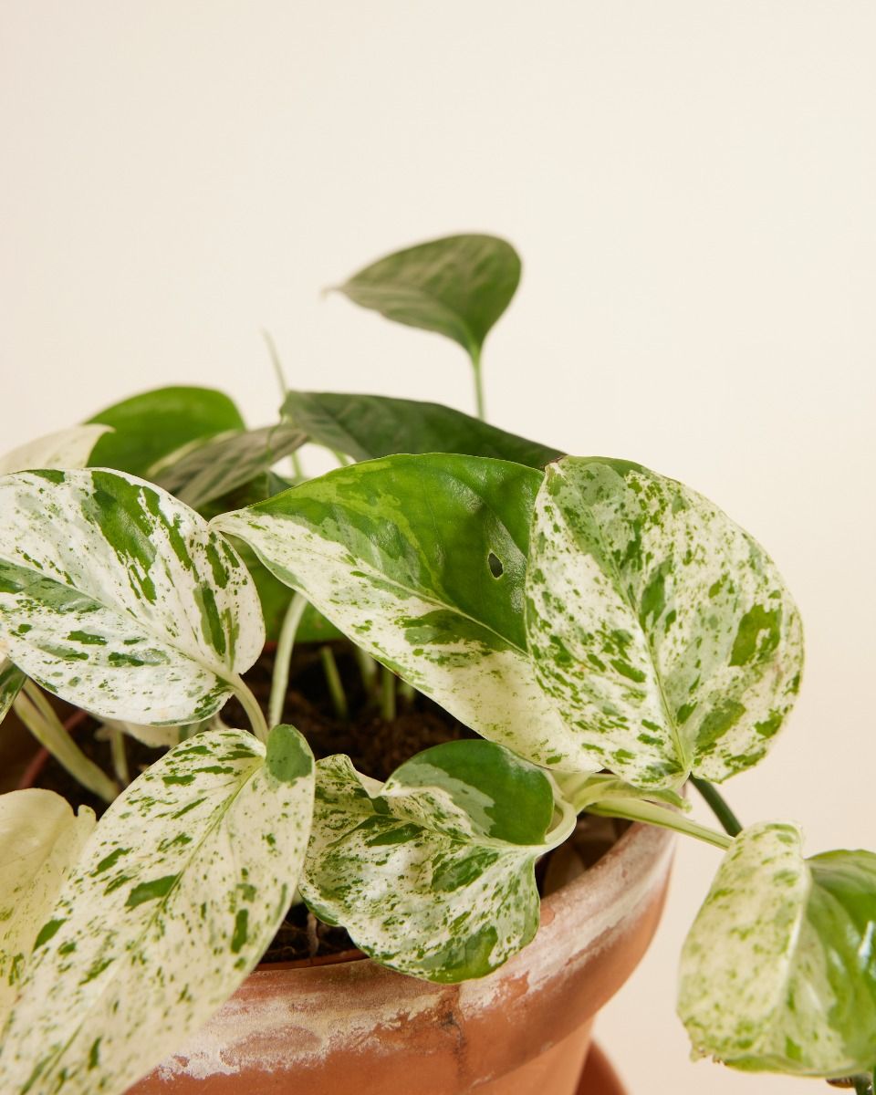 2株 エピプレナム ピナツム マーブル*Epipremnum pinnatum 2株 エピプレナム ピナツム マーブル*Epipremnum pinnatum