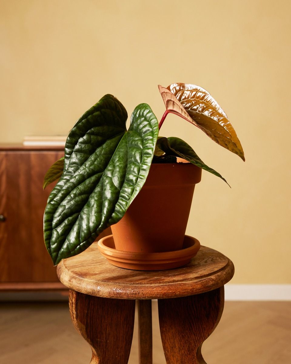 Shop Anthurium Luxurians x Radicans M online | PLNTS.com