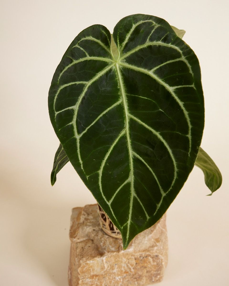 その他観葉植物 Anthurium Crystallinum x Regale Root Houseplants - Shop Anthurium crystallinum x regale