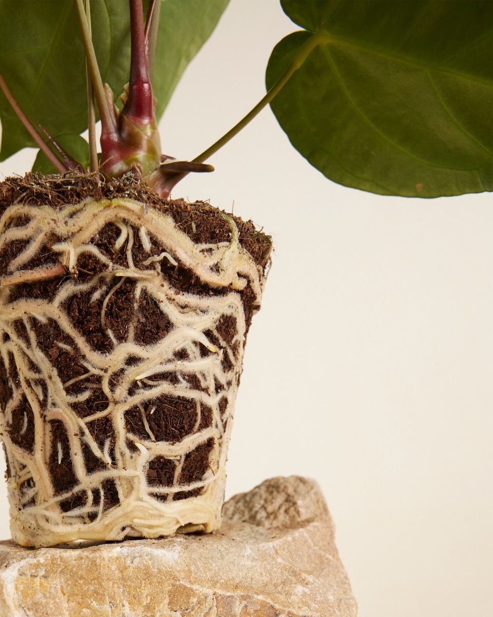 Shop Anthurium Crystallinum x Regale M online | PLNTS.com