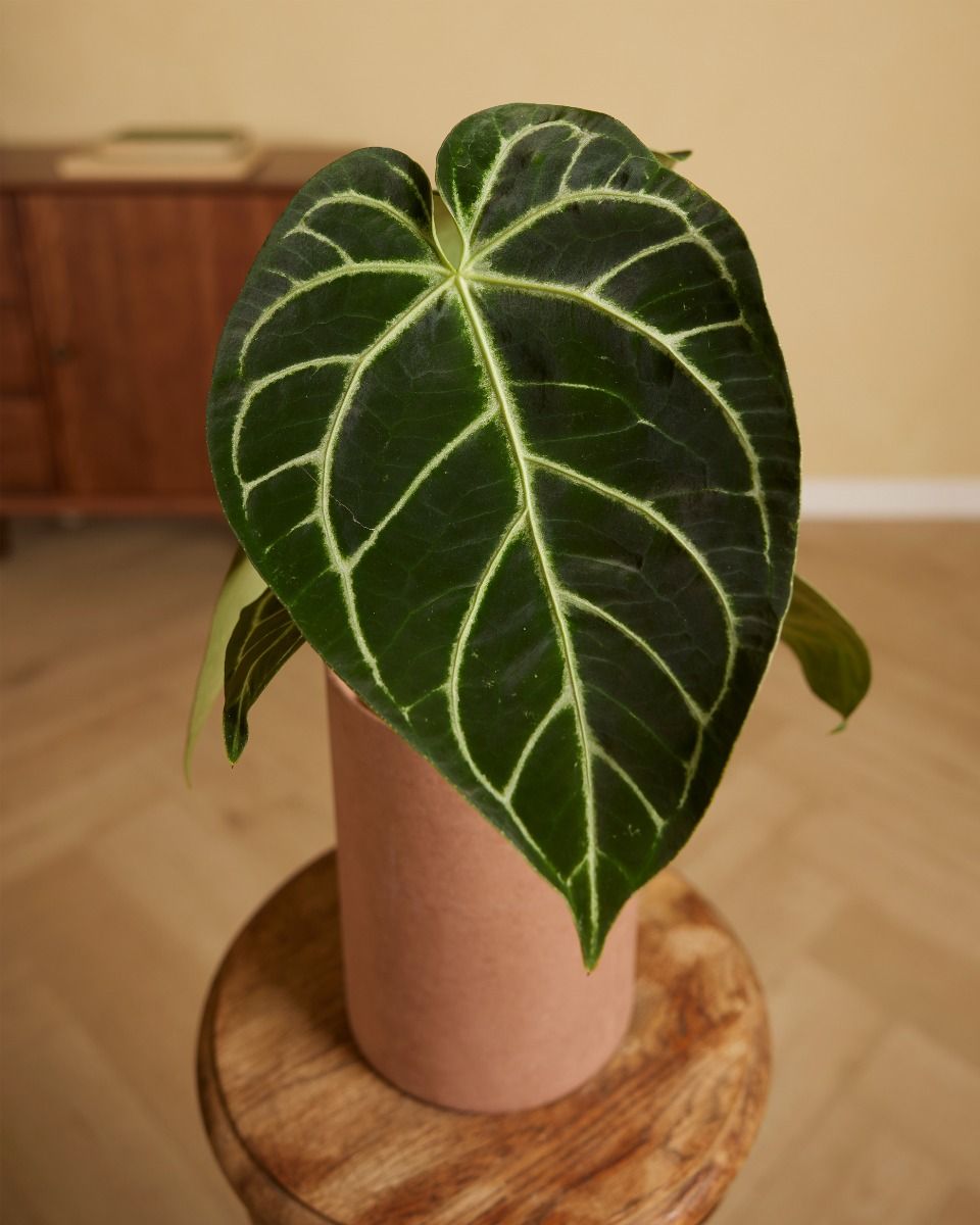 その他観葉植物 Anthurium Crystallinum x Regale Shop Anthurium Crystallinum x Regale S online | PLNTS.com