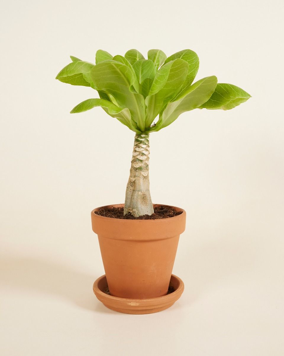 Shop Brighamia Insignis M (Hawaii Palm) online | PLNTS.com