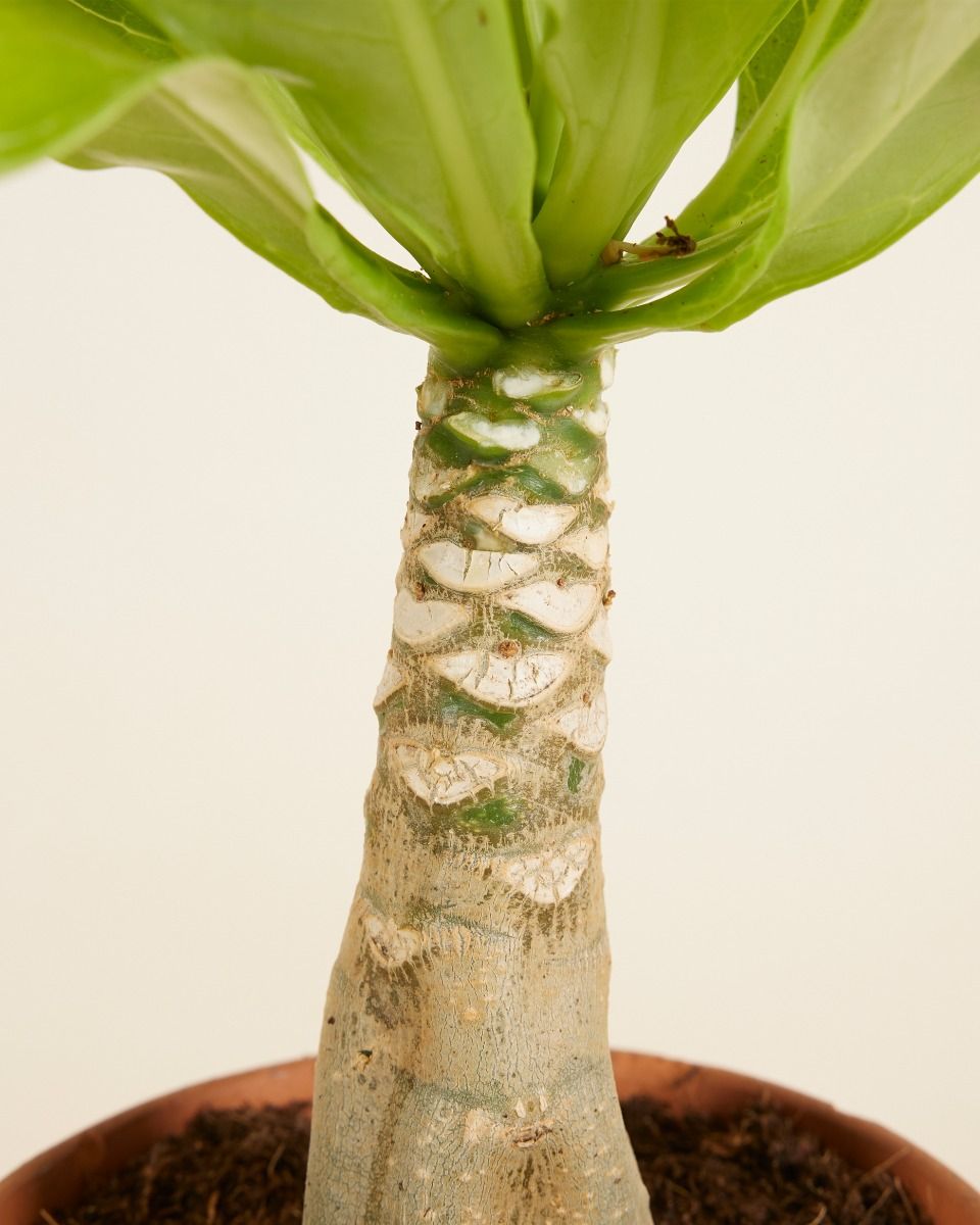 Shop Brighamia Insignis M (Hawaii Palm) online | PLNTS.com