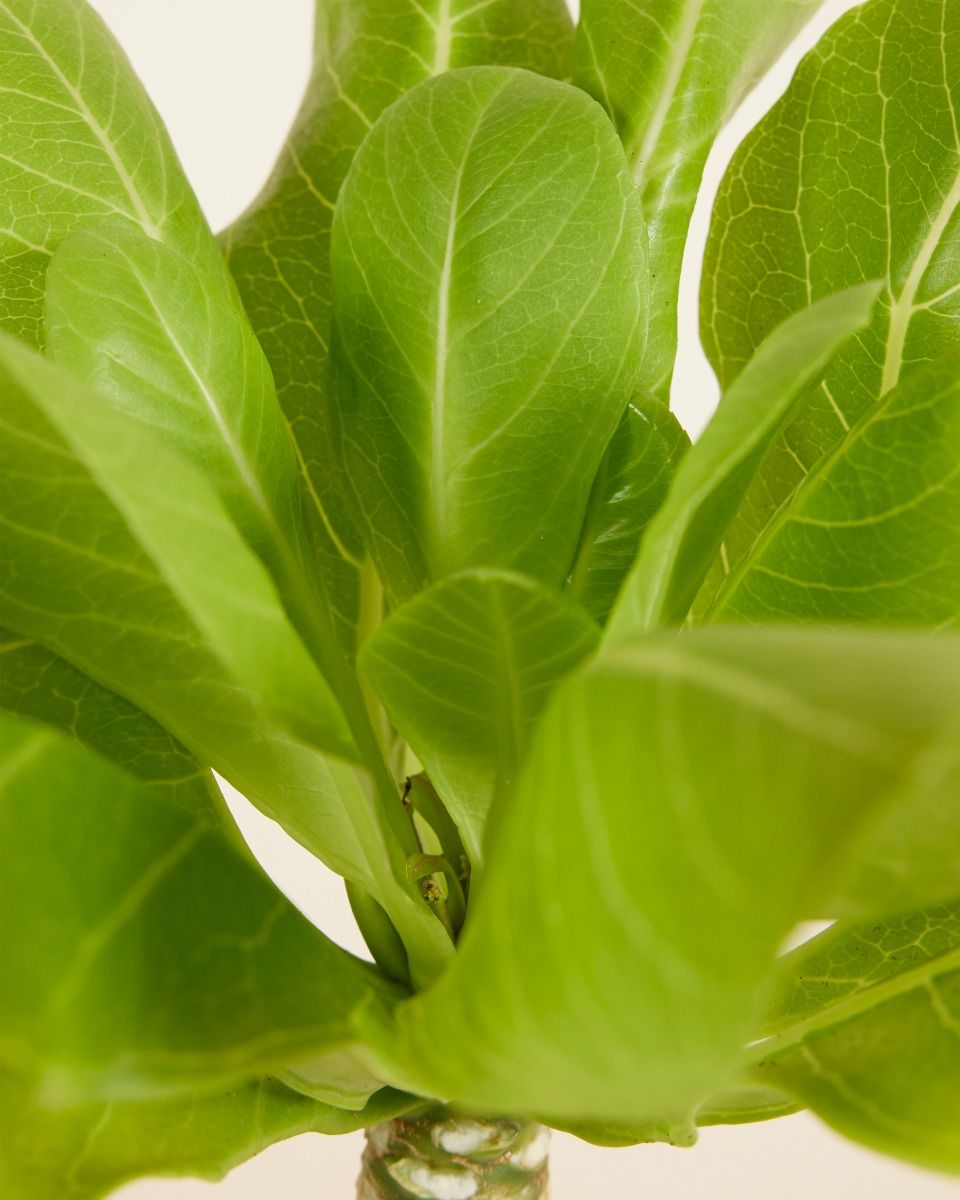 Shop Brighamia Insignis M (Hawaii Palm) online | PLNTS.com