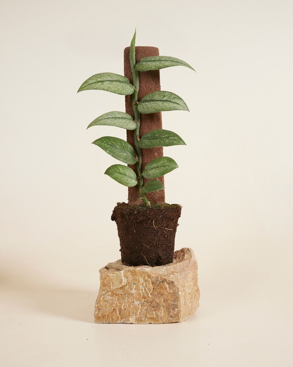 Shop Rhaphidophora Hongkongensis Variegata M online | PLNTS.com
