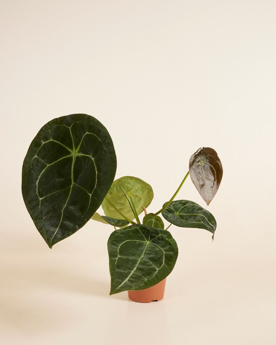 Shop Anthurium Forgetii M online | PLNTS.com