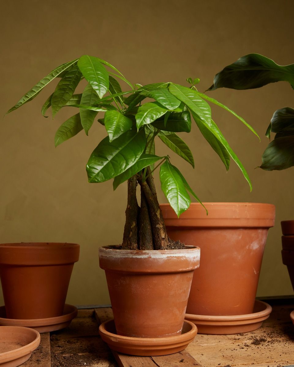 5 Pflegetipps fr den Pachira im Jahr 2026 | PLNTS.com