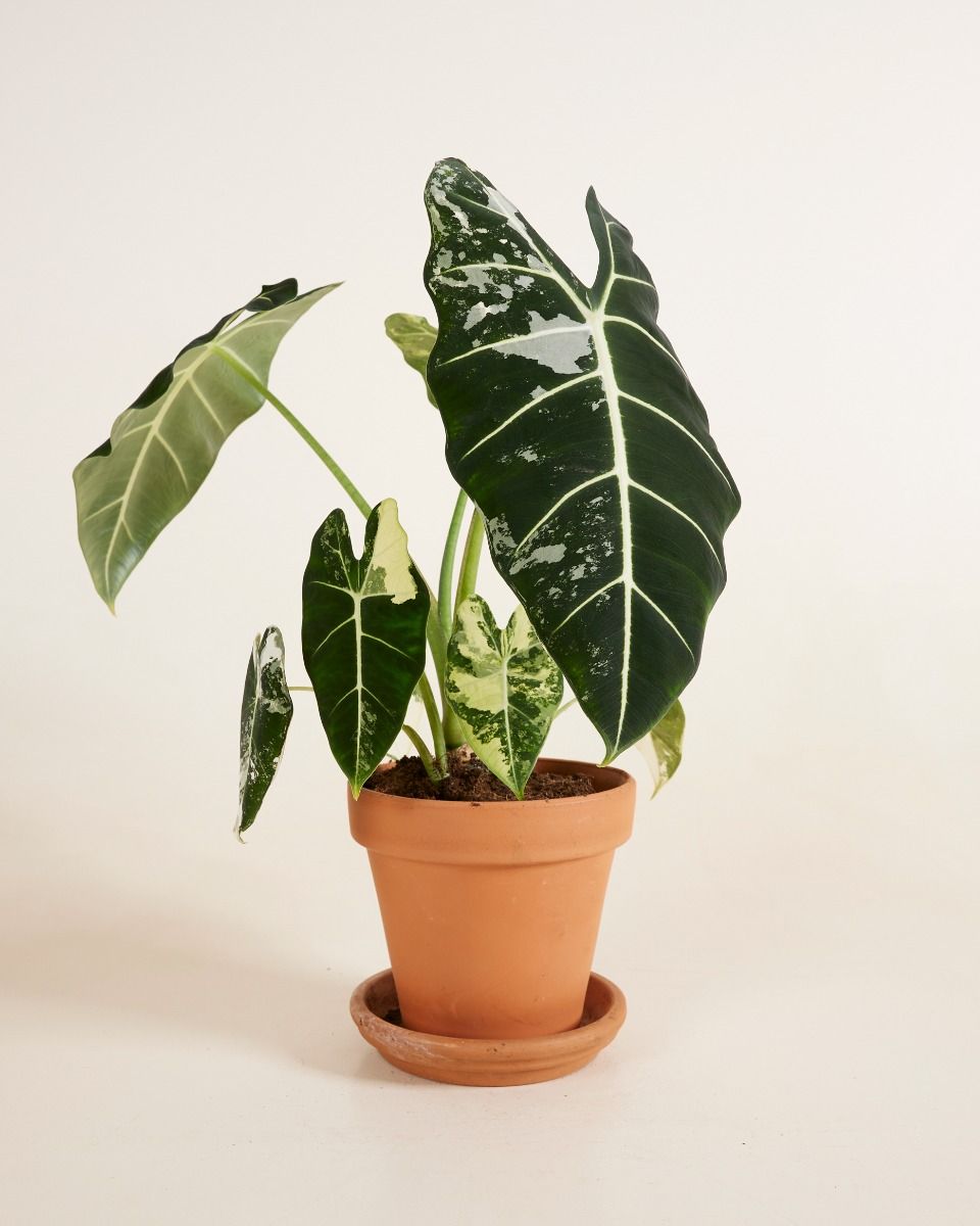 Alocasia Frydek Variegata M (Elephant Ear) online kaufen | PLNTS.com