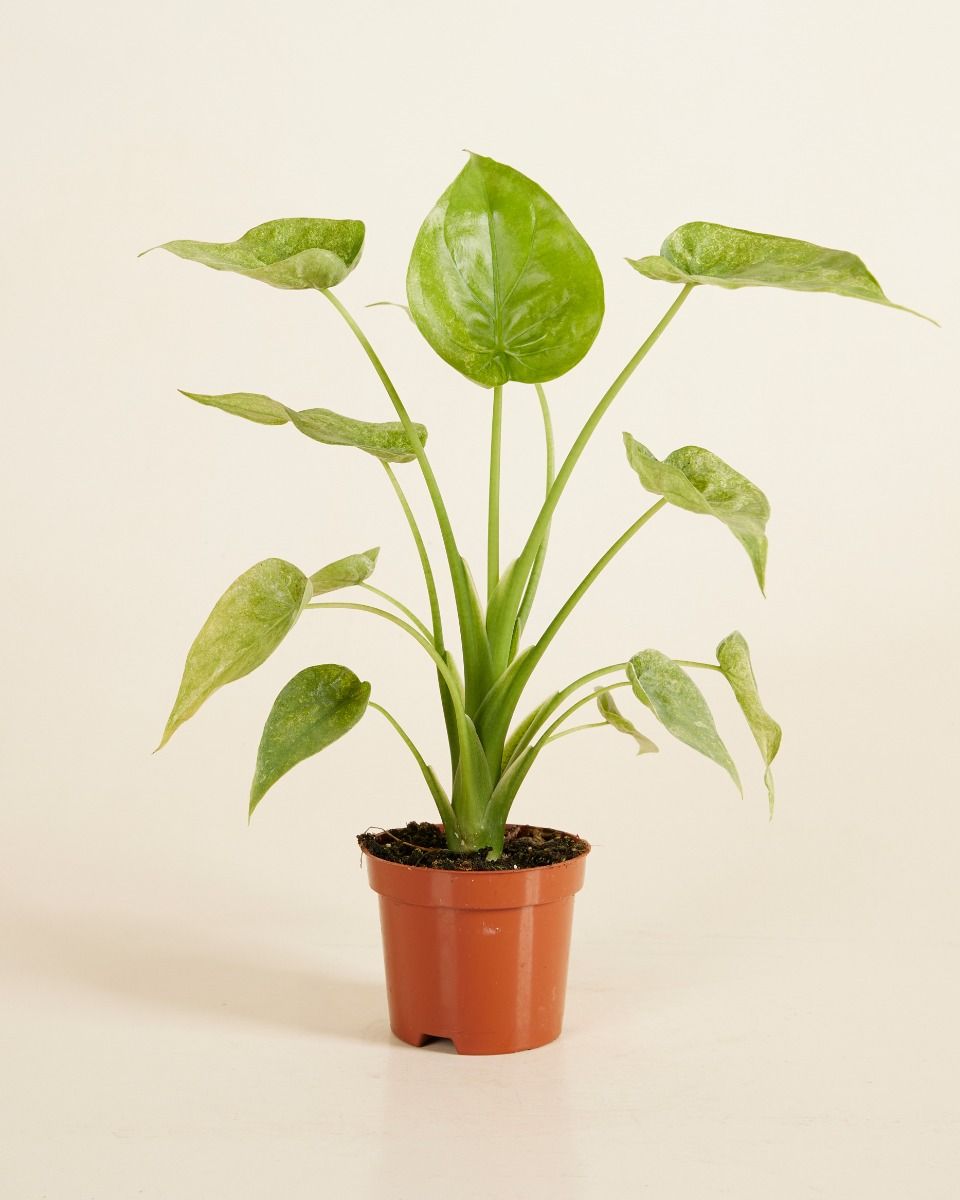 Shop Alocasia Cucullata Variegata M (Buddha's Palm) online | PLNTS.com