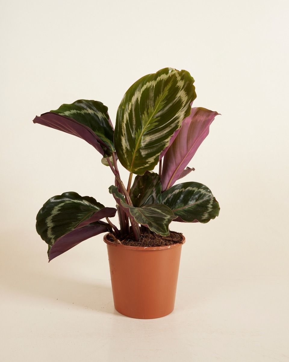 Calathea Medaillon - Expertentipps | PLNTS.com
