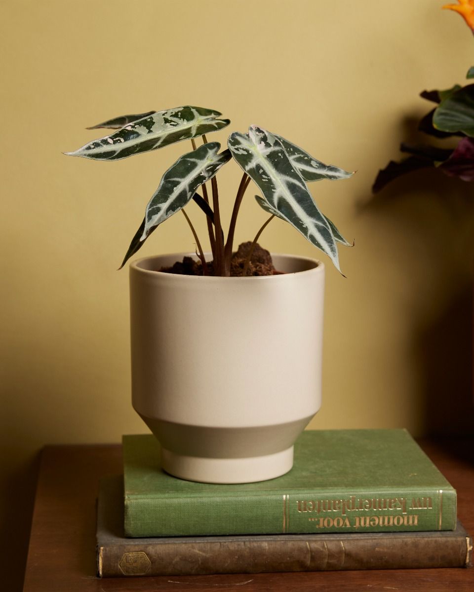 Shop Alocasia Bambino Variegated M (Elephant Ears) online | PLNTS.com
