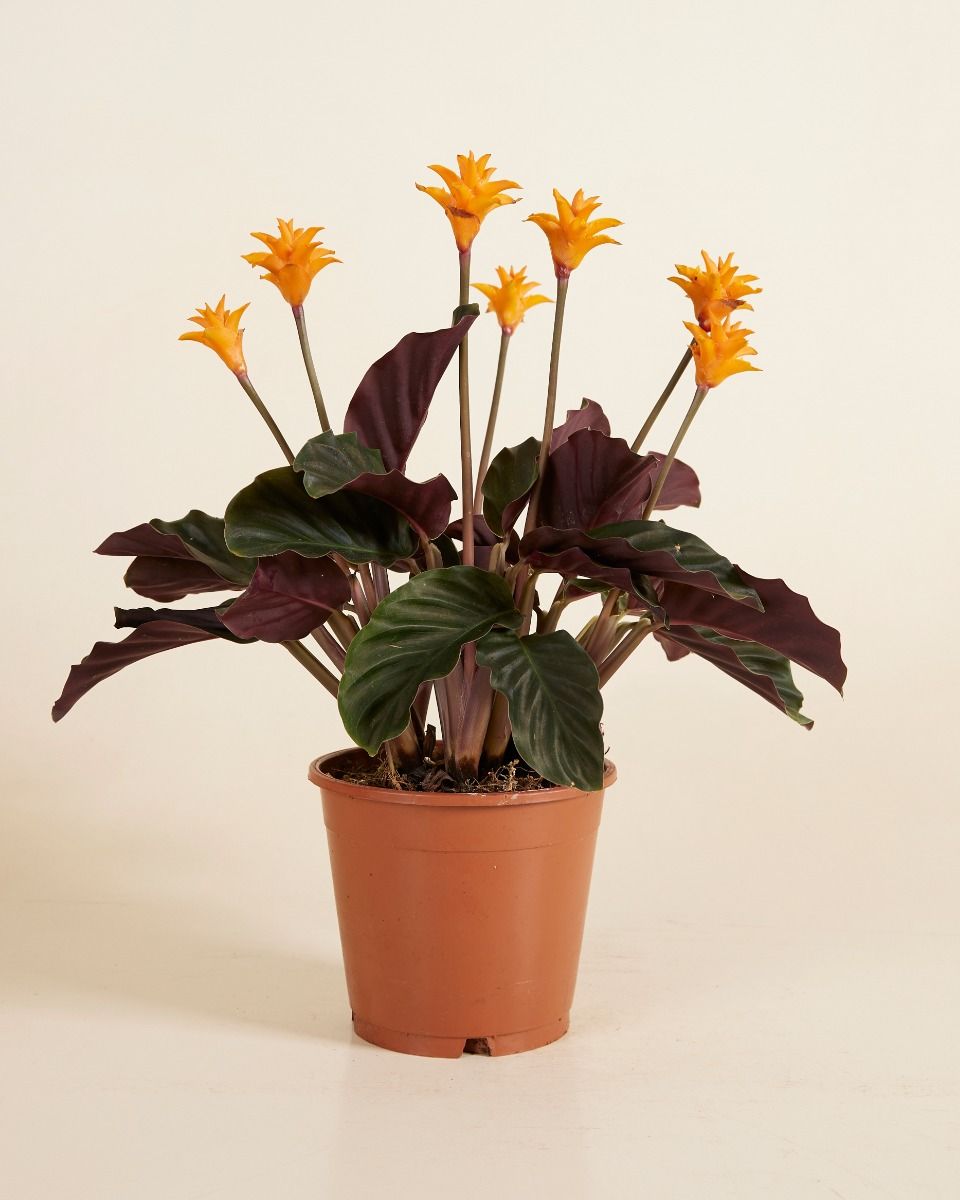 Calathea online kaufen | PLNTS.com