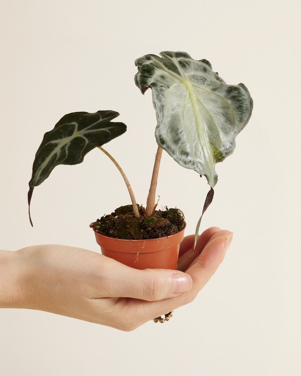 Shop Alocasia Venom M (Elephant Ears) online | PLNTS.com