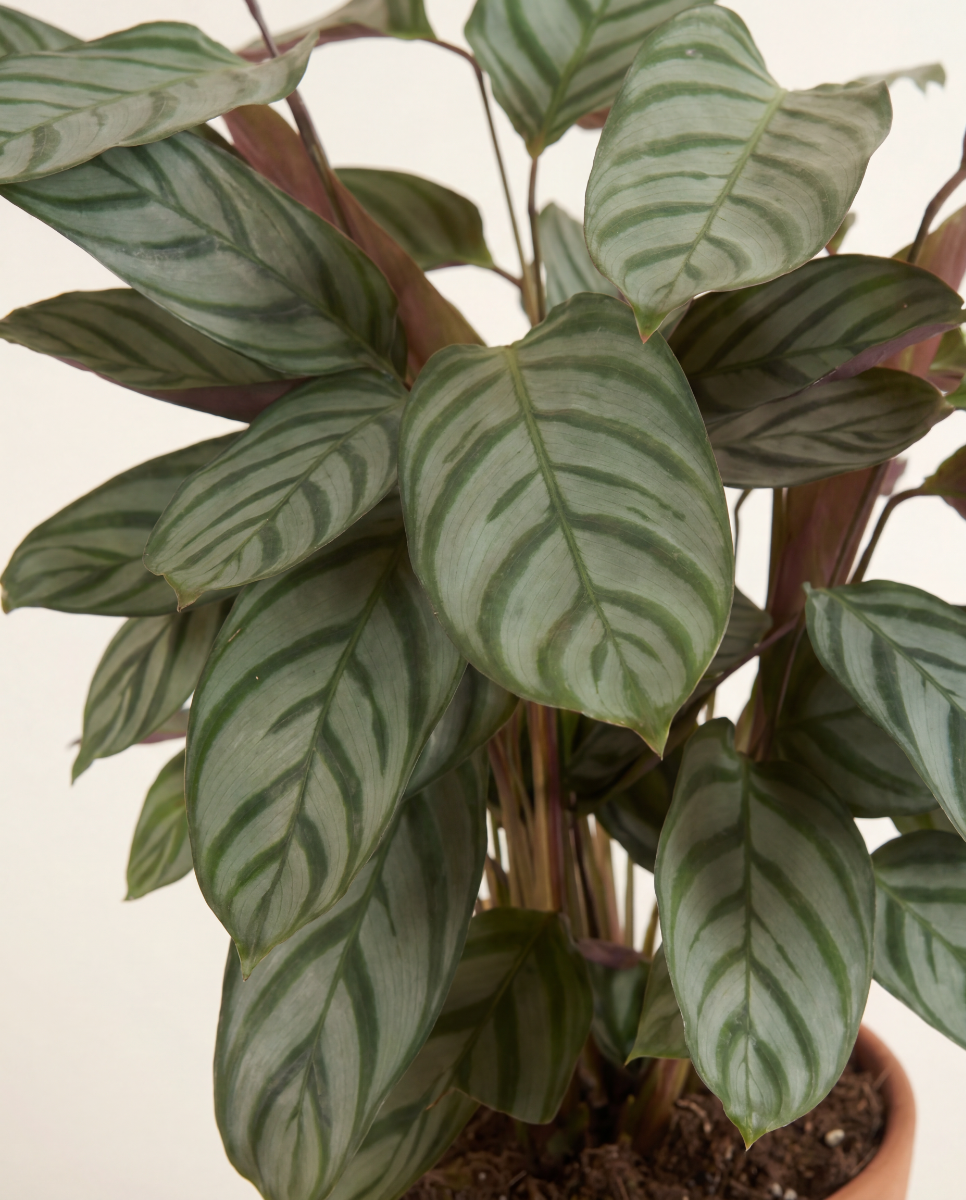 dracena aquarium plant Dracaena Plant (fragrans) – DustinsFishtanks main image 0
