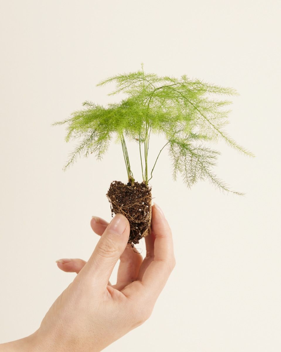 Pianta di asparagina al miglior prezzo