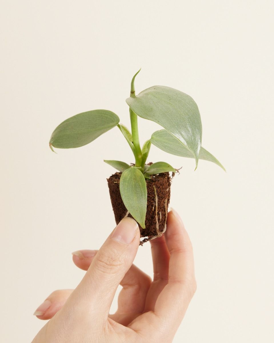 Shop Philodendron Hastatum Silver Sword S online | PLNTS.com