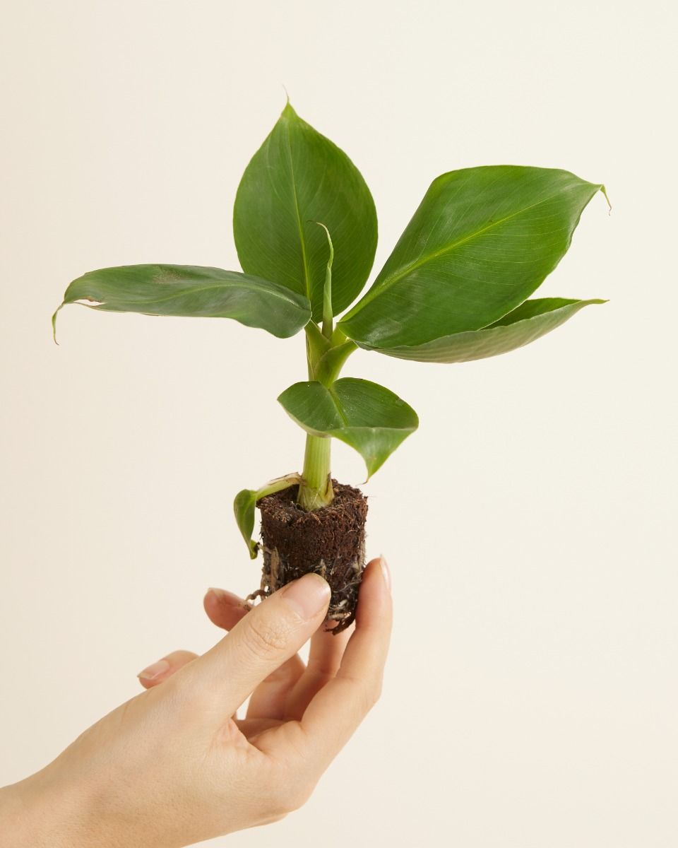 Shop Musa Dwarf Cavendish Banana Tree (Plant) S online | PLNTS.com