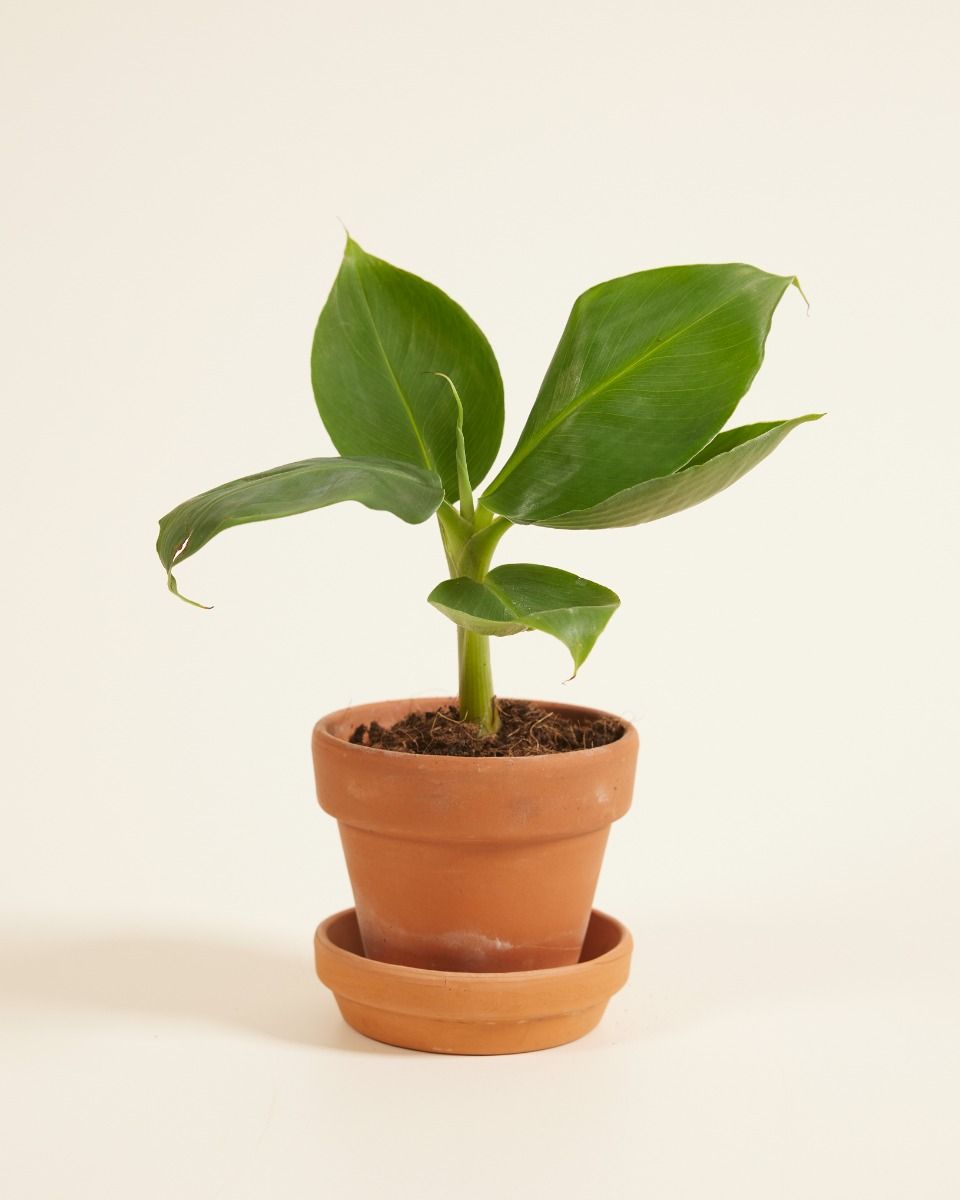 Choix De Vert - Musa Dwarf Cavendish Tropicana Aka Bananier - Pot De Plante D Interieur 27 Cm En Elho B For Soft Pot Ornemental Anthracite Hauteur 80 Cm