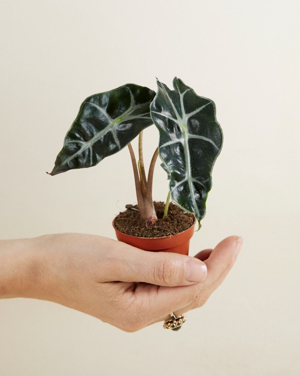 bonsai cactus Mini Artificial Bonsai Cactus