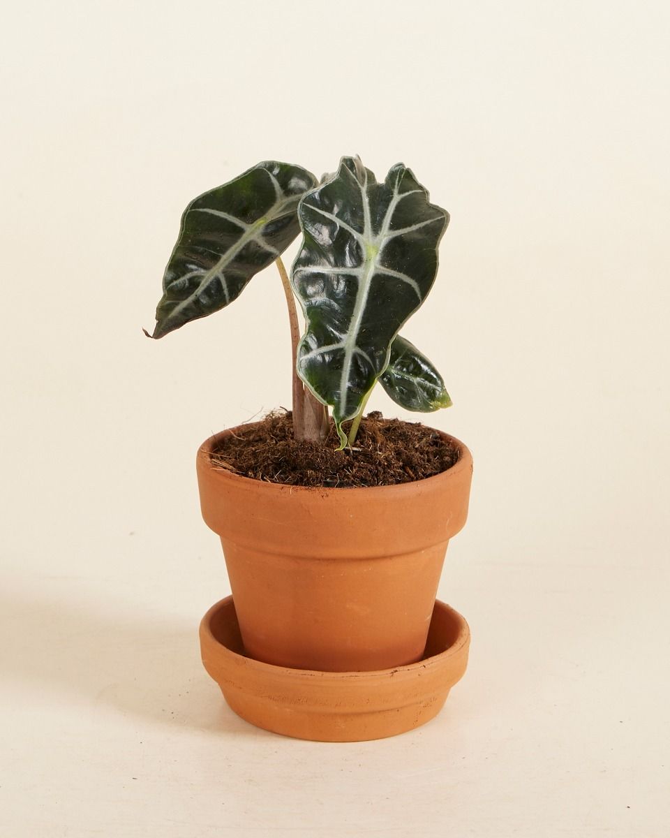 Shop Alocasia Polly S (African Mask) online | PLNTS.com