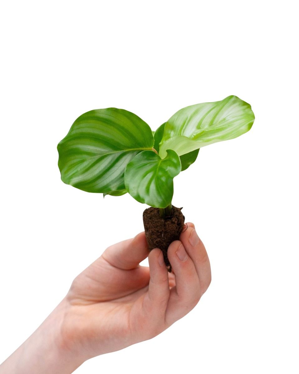 Orbifolia