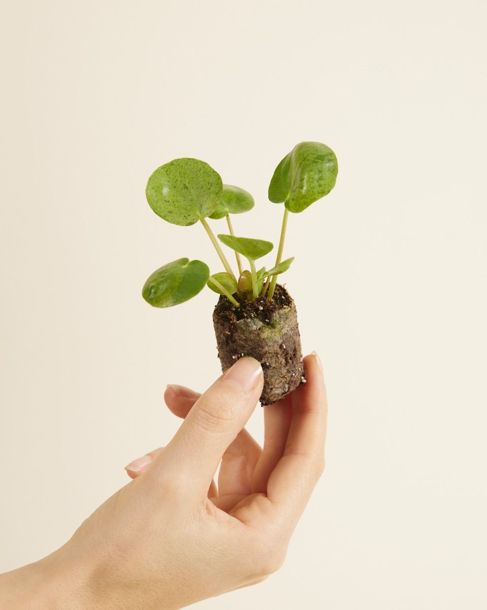 compre-pilea-peperomioides-mojito-s-pancake-plant-en-l-nea-plnts