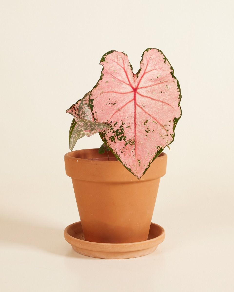 100 Semi Di Caladio Nero-Rosso, Fiori Esotici Aracea Orecchie Di Elefante