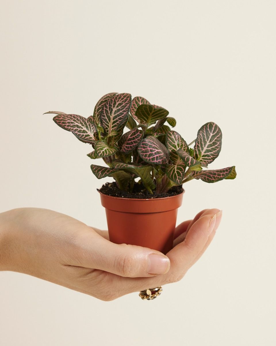 Tir Vertical Des Plantes Appelées Fittonia Albivenis | Photo Gratuite