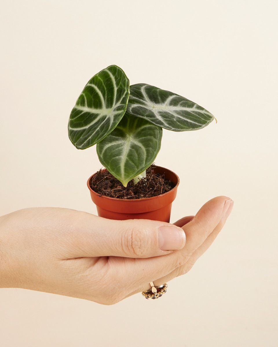 その他観葉植物 Alocasia Black Velvet ninja splash NO4 Alocasia Black Velvet Variegated - Albo, Ninja, Ninja Splash