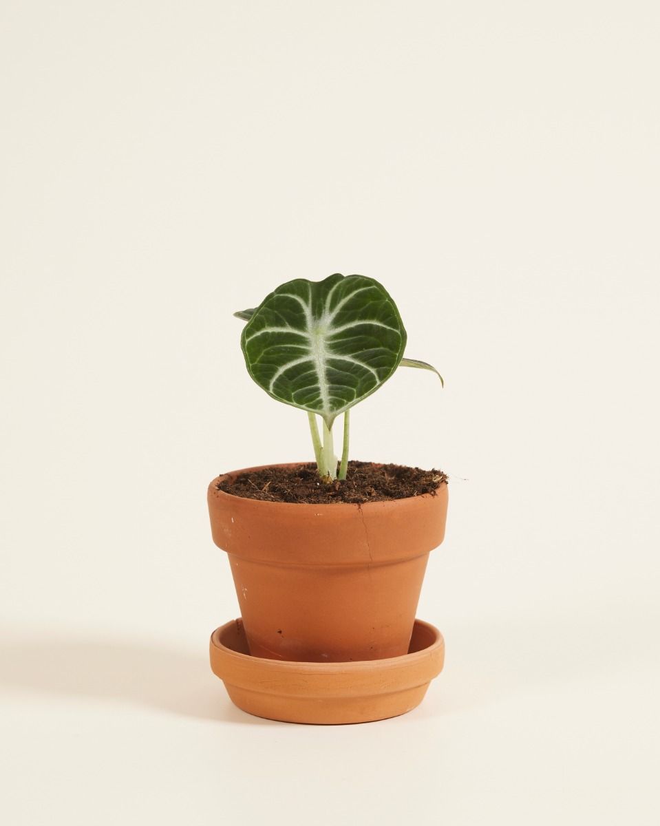 Apple20素子黒4白2 Shop Alocasia Ninja S (Elephant Ears) online | PLNTS.com