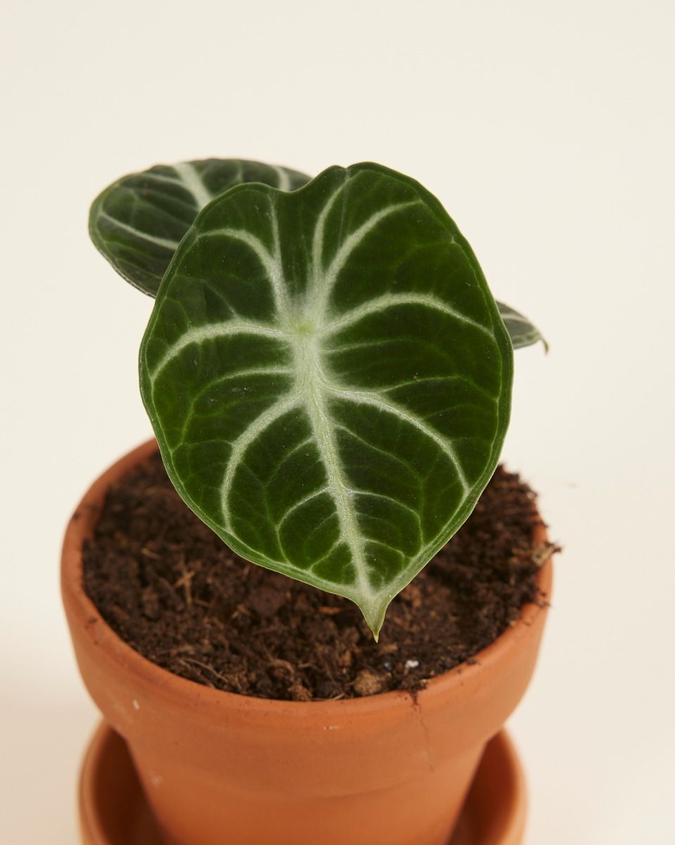 Shop Alocasia Ninja S (Elephant Ears) online | PLNTS.com