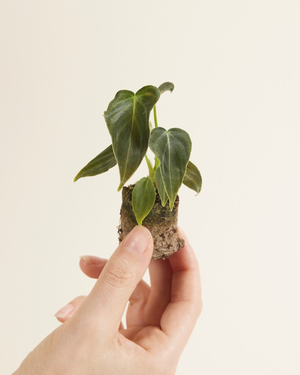 Shop Hybrid plants online | PLNTS.com