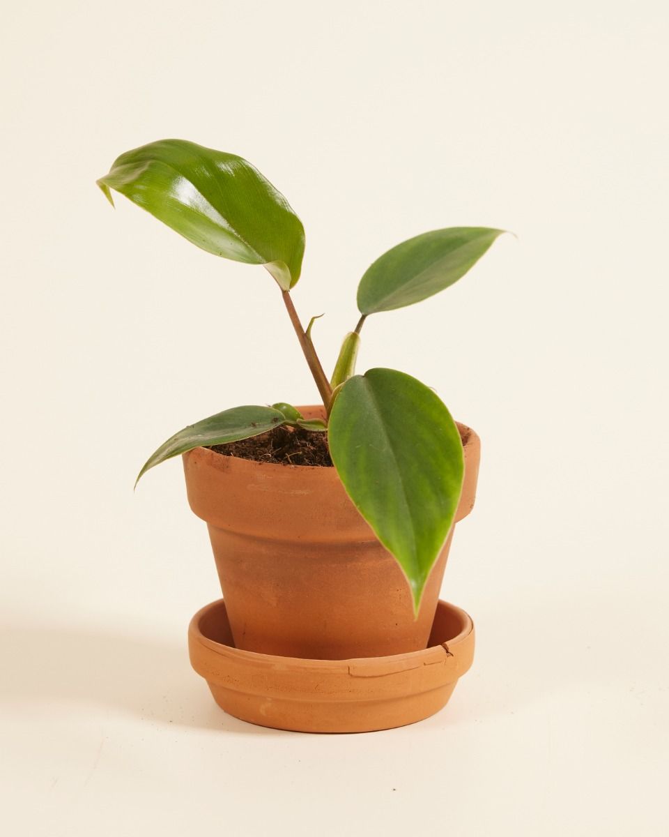 Philodendron Mayoi S (Baumfreund) online kaufen | PLNTS.com