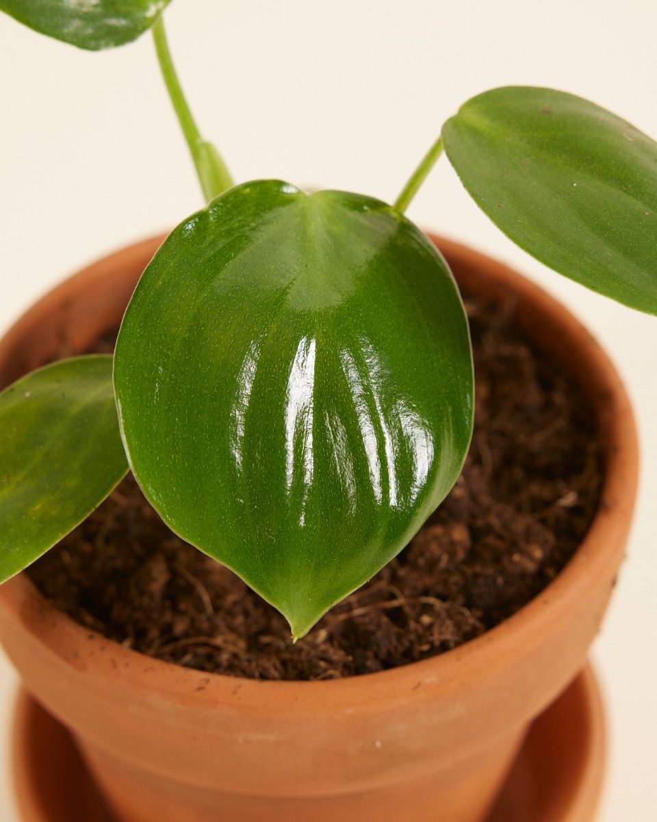 entretien du philodendron Philodendron Brasil main image 0