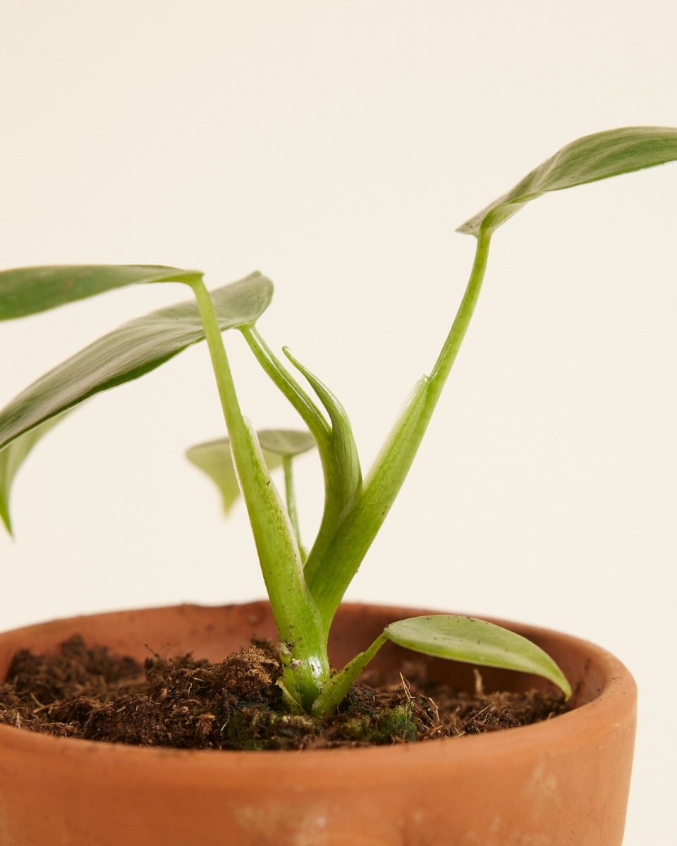 philodendron lemon Lemon Lime Philodendron  Plant Detectives
