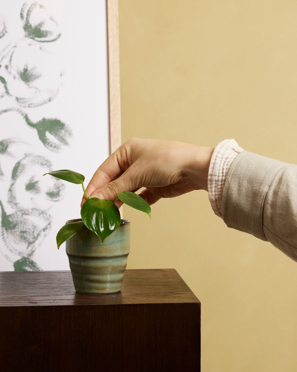 ficus kinky plant Ficus Benjamina Kinky main image 0