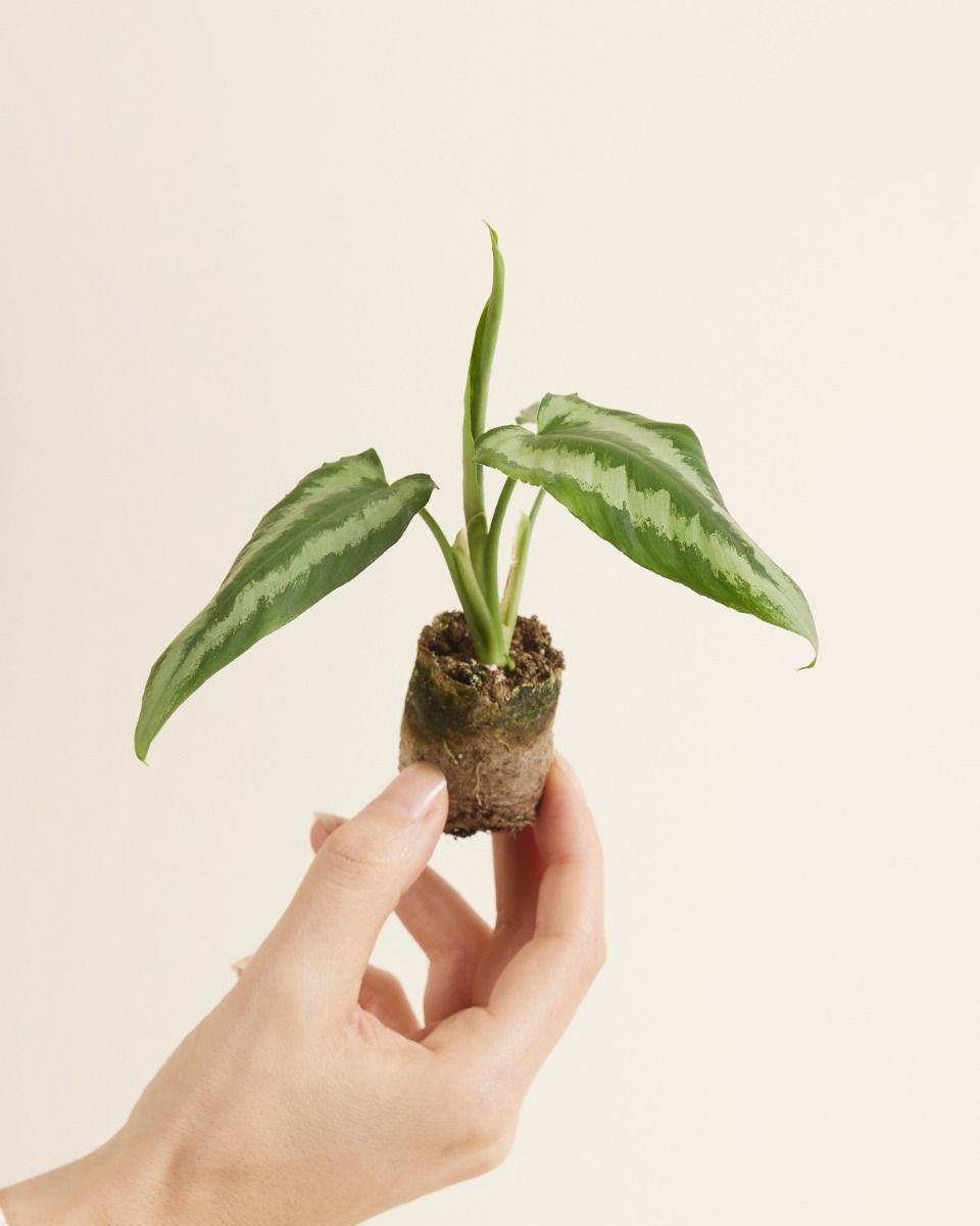 Shop Schismatoglottis Wallichii S online | PLNTS.com