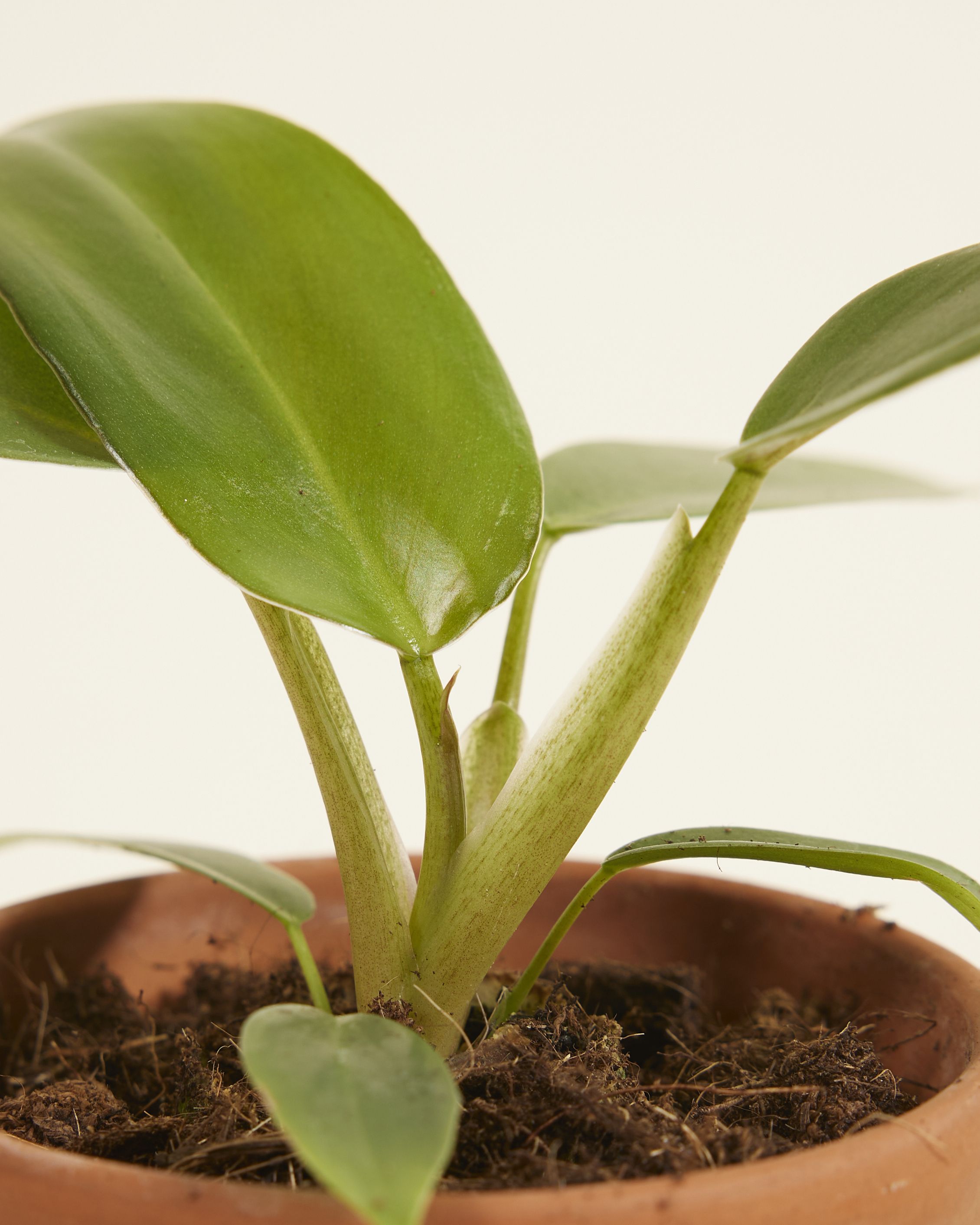 Shop Philodendron Mexicanum S online | PLNTS.com
