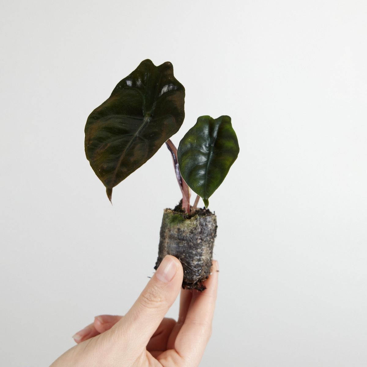 Shop Alocasia Chantrieri S (Elephant Ear) online | PLNTS.com