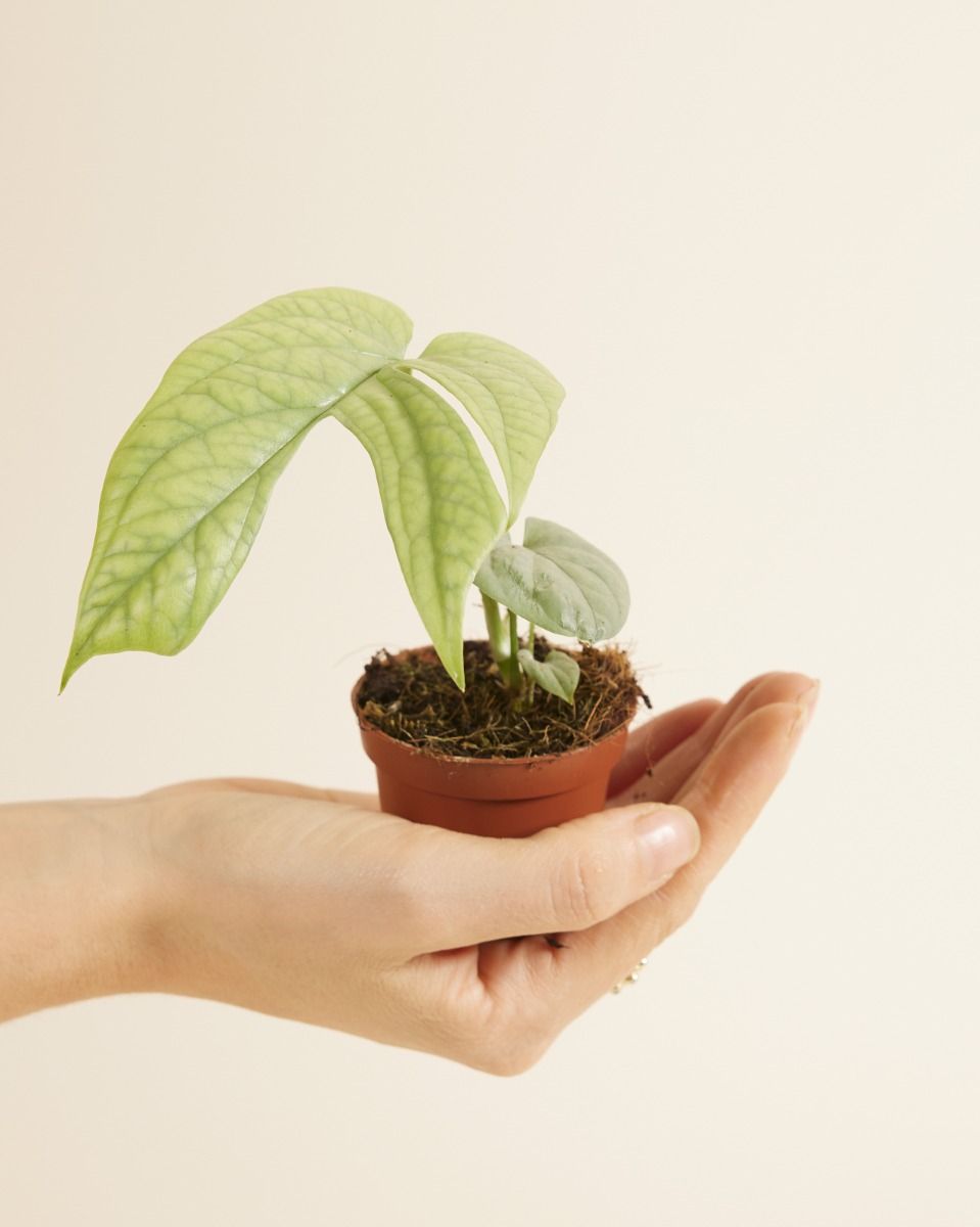 monstera tripidi Monstera Epipremnoides 8