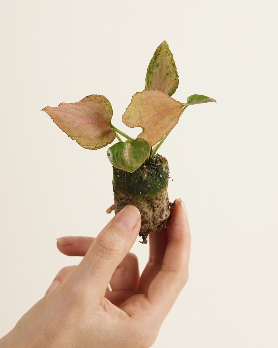 Shop Syngonium Strawberry S online | PLNTS.com