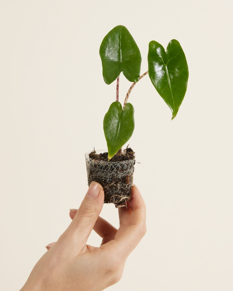 Shop Alocasia Zebrina S (Elephant Ears) online | PLNTS.com