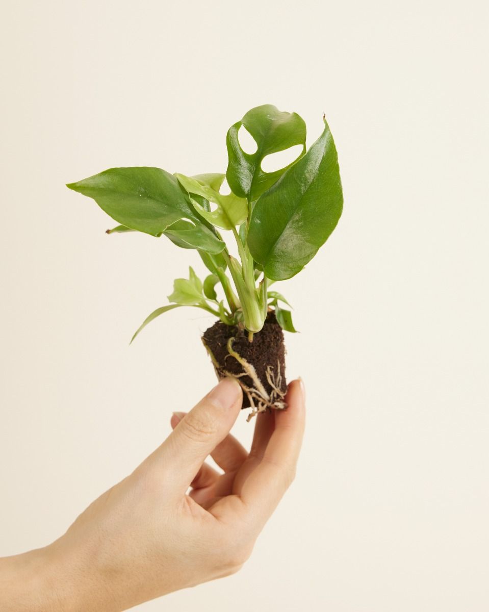 Mini Monstera Pflege - Expertentipps fr Pflanzen | PLNTS.com