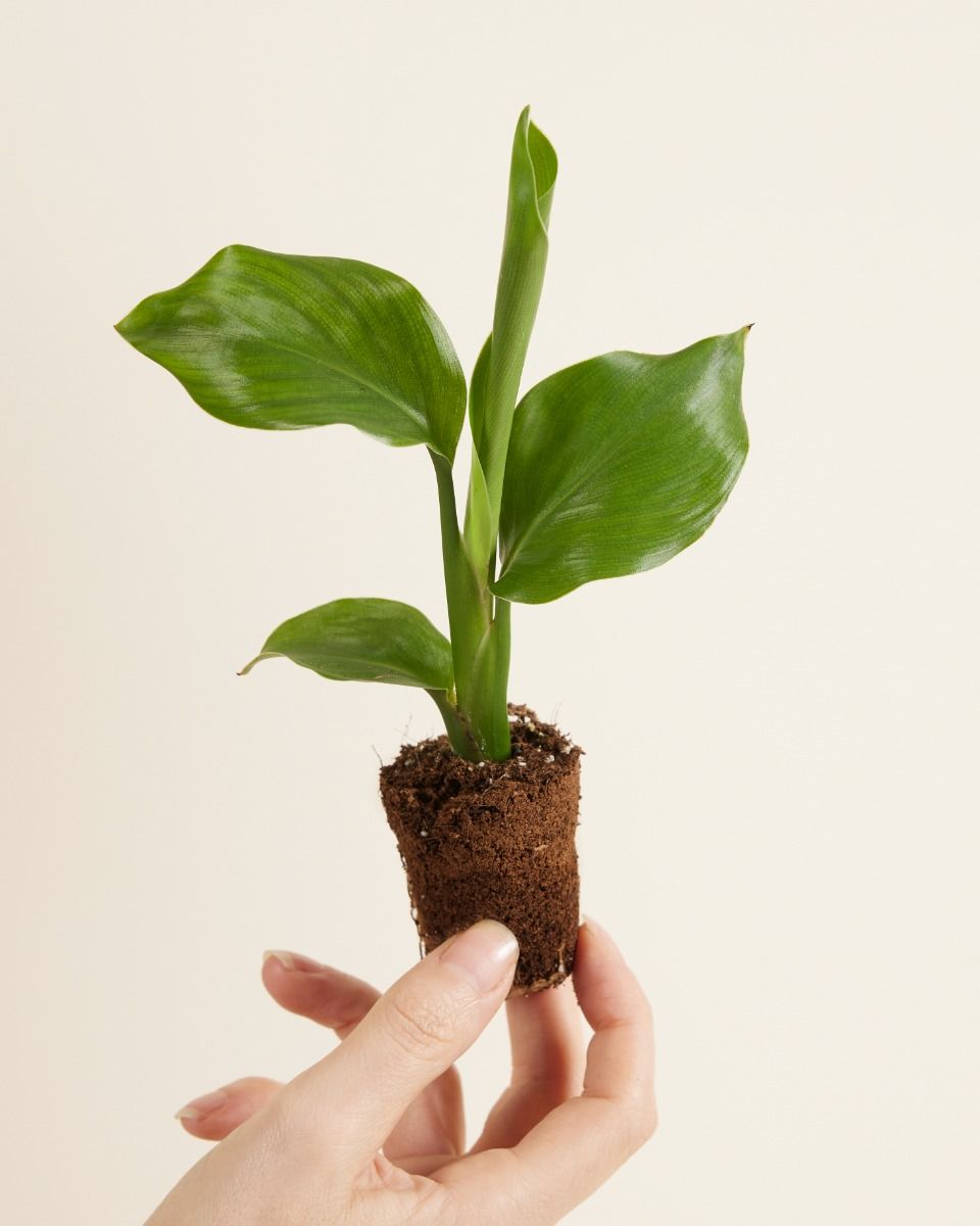 Strelitzia Nicolai Paradiesvogelblume S (Paradiesvogelblume ) online kaufen  | PLNTS.com