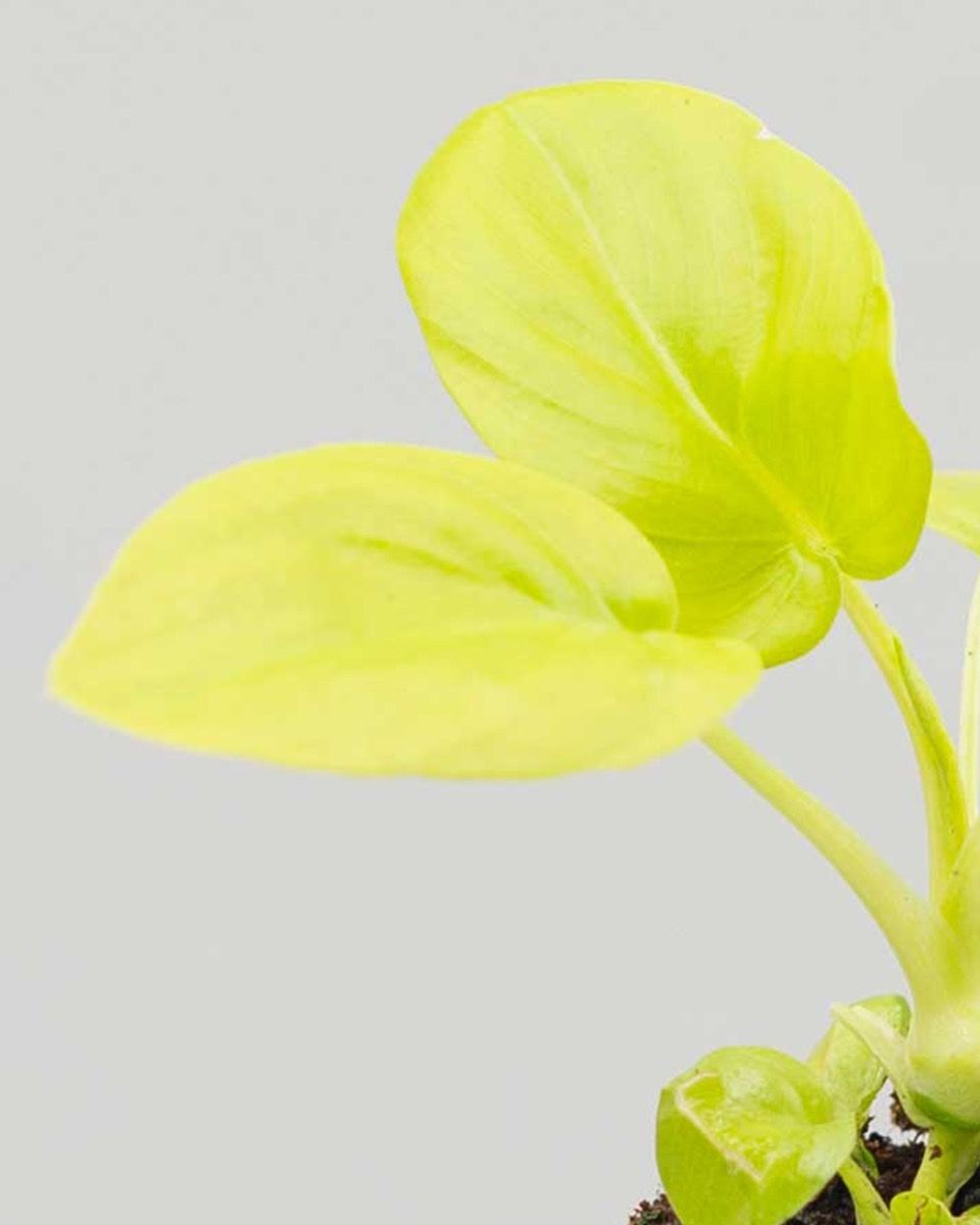 Shop Philodendron Selloum Gold S online | PLNTS.com