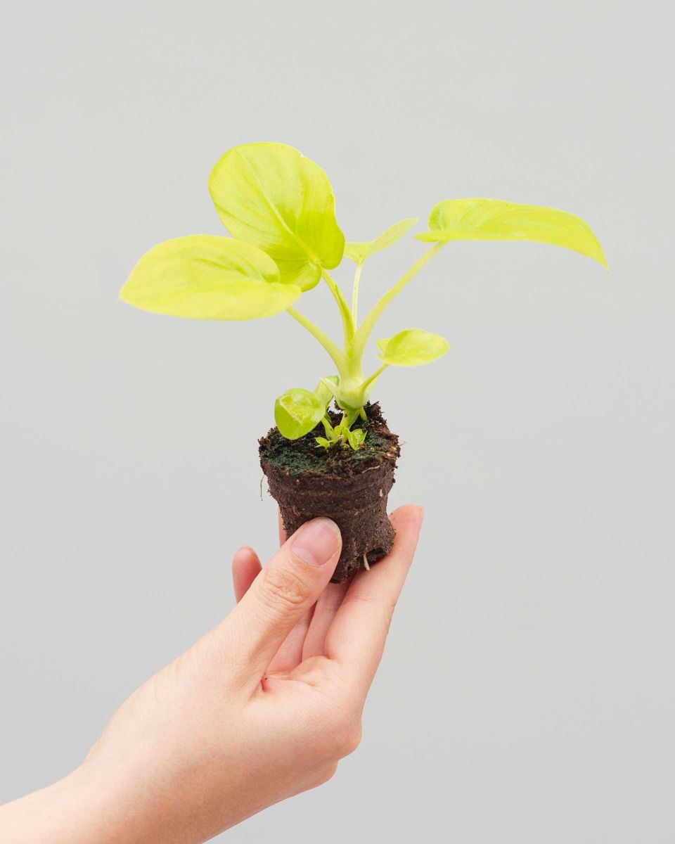 Shop Philodendron Selloum Gold S online | PLNTS.com
