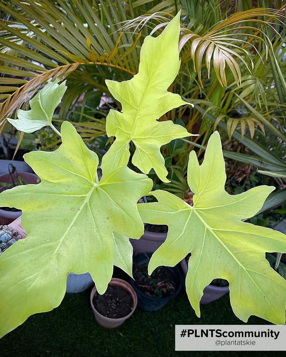 Shop Philodendron Selloum Gold S online | PLNTS.com