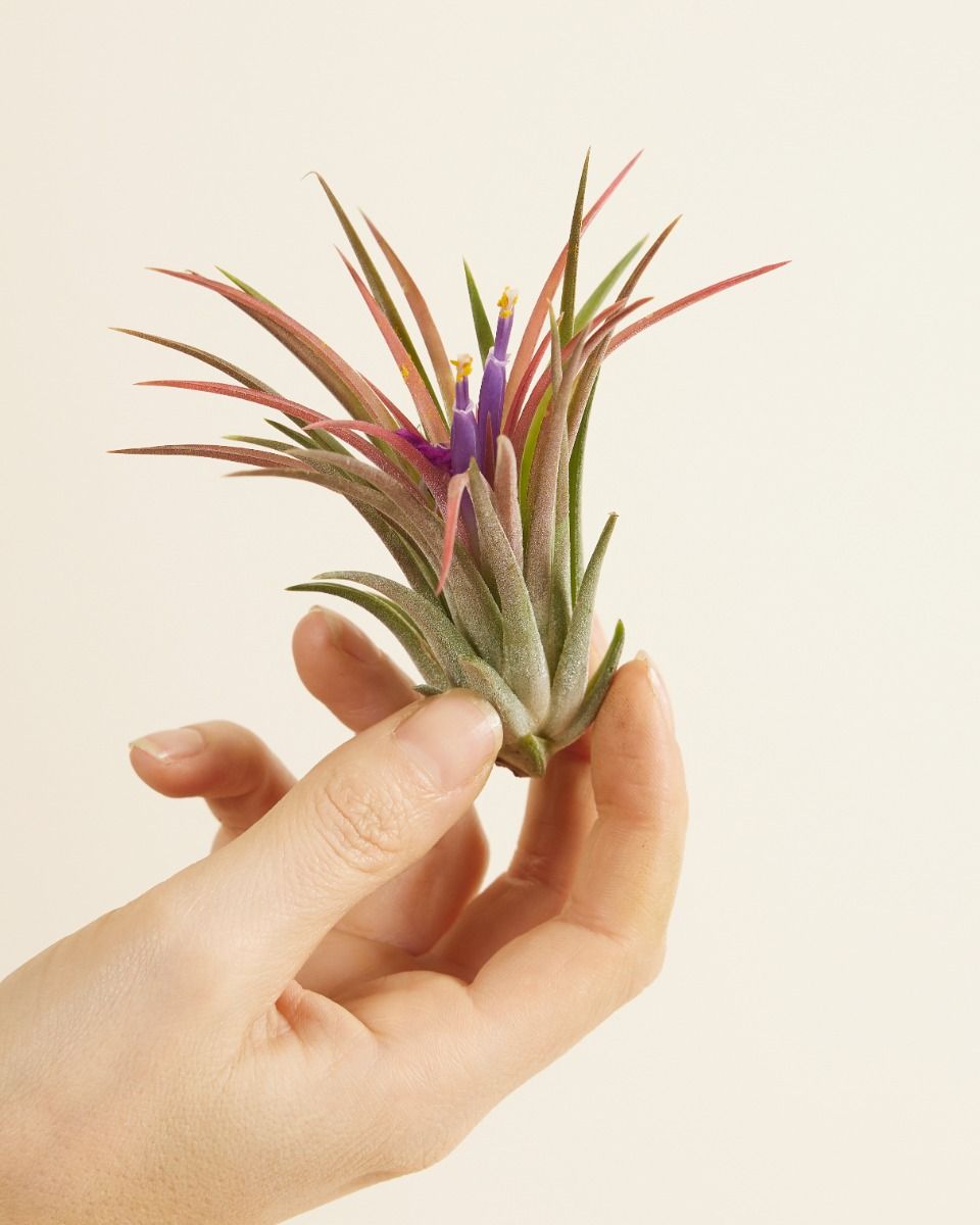 Kupuj Tillandsia Ionantha S (Air plant) online | PLNTS.com